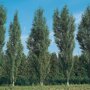 Zuil berk (Betula pendula 'Fastigiata')